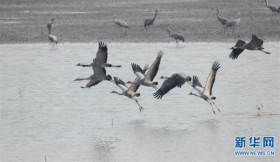 （图文互动）（3）东洞庭湖迎来今年首批冬候鸟逾2万只
