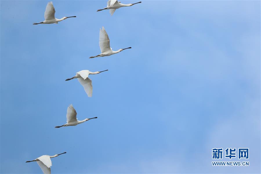 （图文互动）（4）东洞庭湖迎来今年首批冬候鸟逾2万只